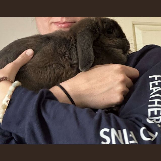 Photo of Freddo Frog