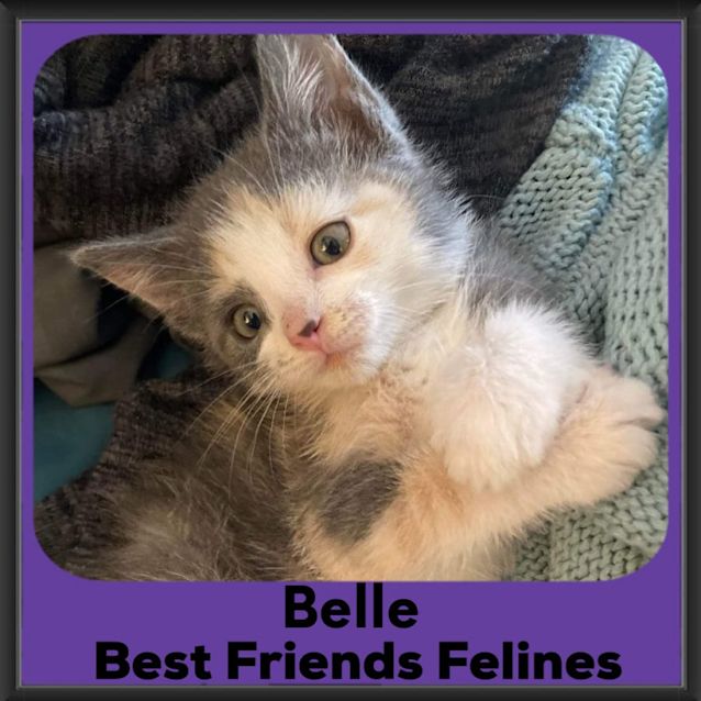 Photo of Belle