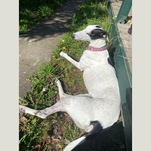 Photo of Queen Minnie 