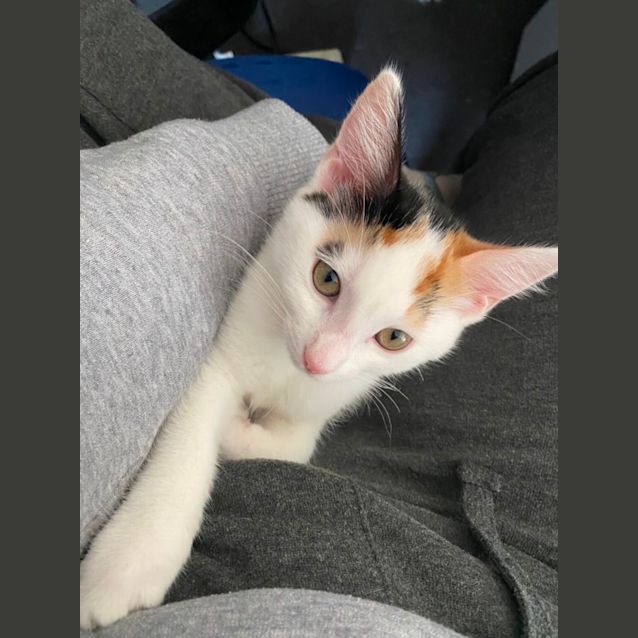 Photo of Alura **2nd Chance Cat Rescue**