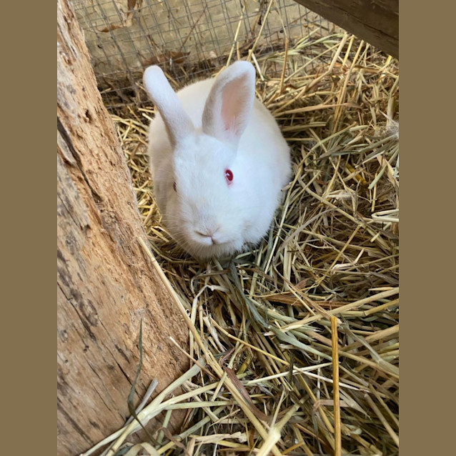 Photo of Bugs And Kingsley