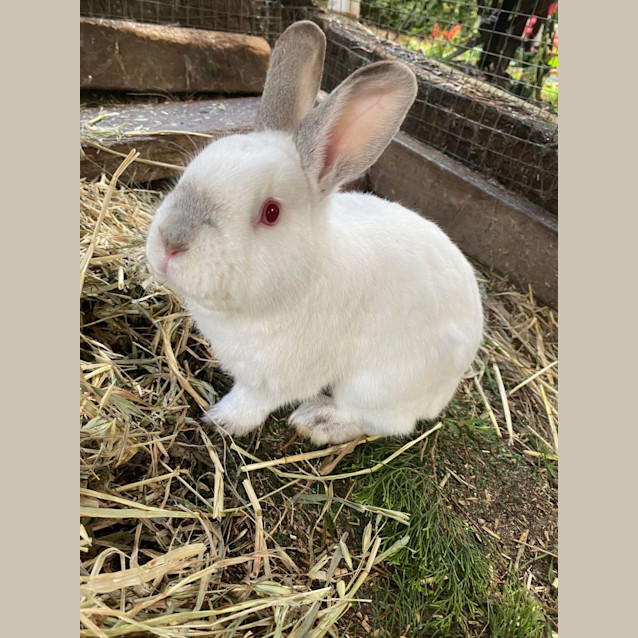 Photo of Bugs And Kingsley