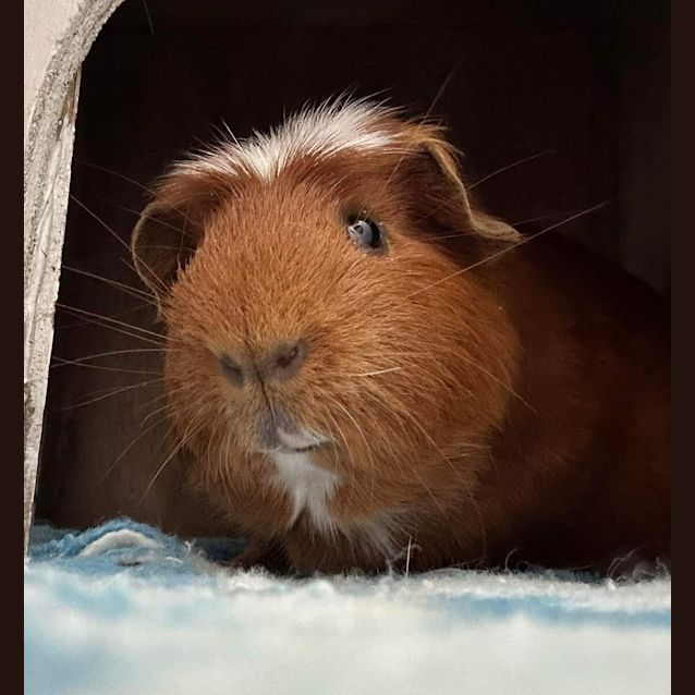 Photo of Sheldon