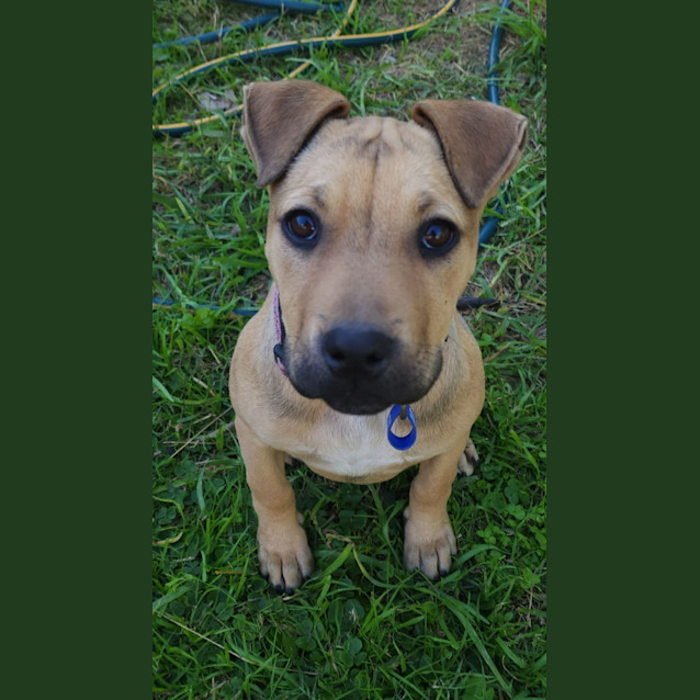 Photo of Macey   14 Week Old Mixed Breed (Trial)