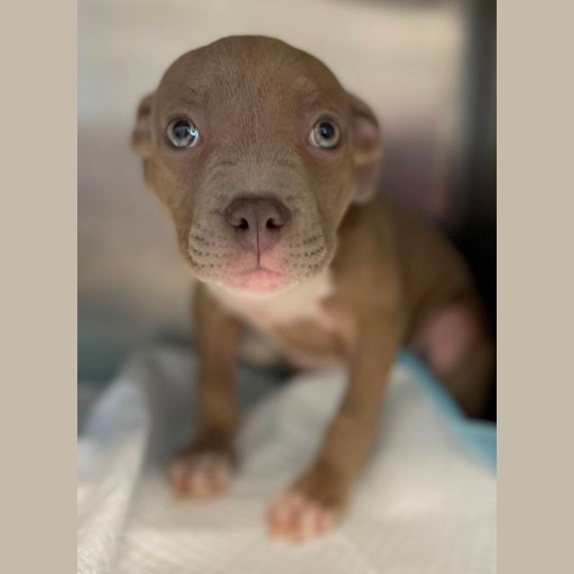 Photo of Cadbury