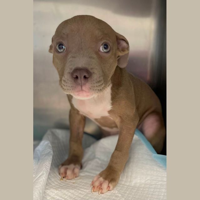 Photo of Cadbury