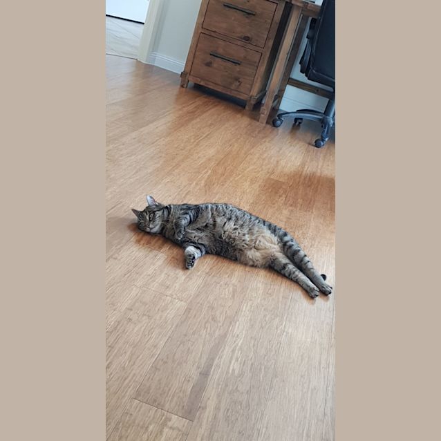 Photo of Misty