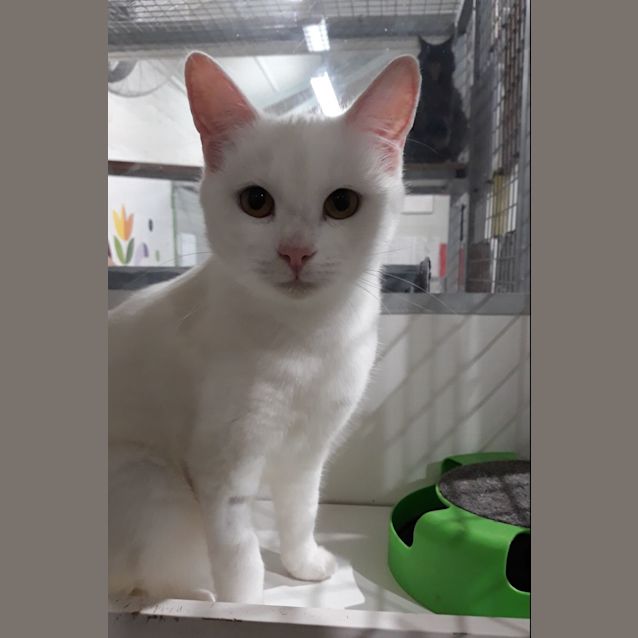 Photo of Cotton