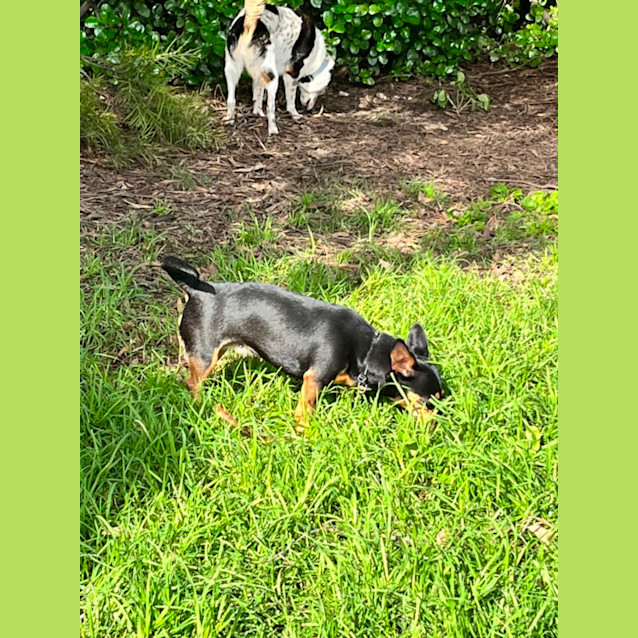 Photo of Daisy 