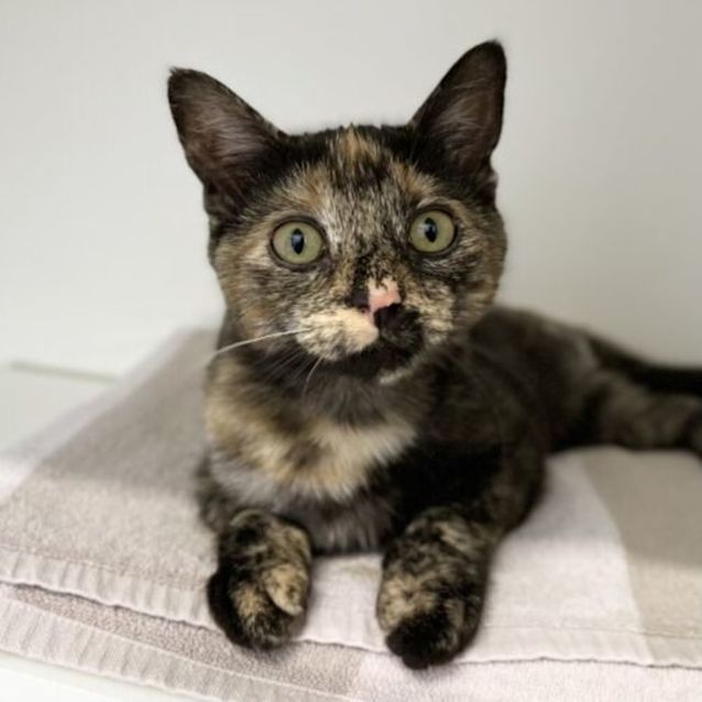 Photo of Hocus Pocus