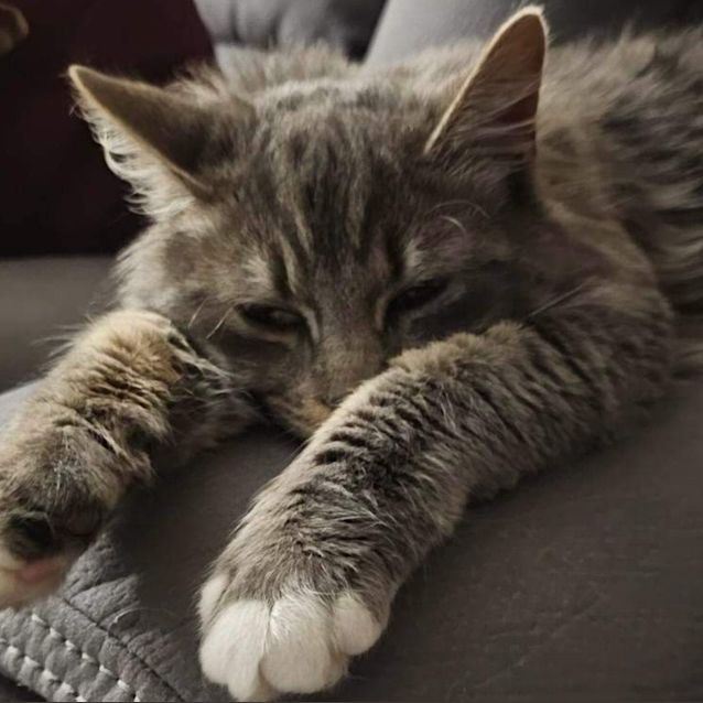 Photo of Muffin
