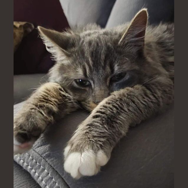 Photo of Muffin