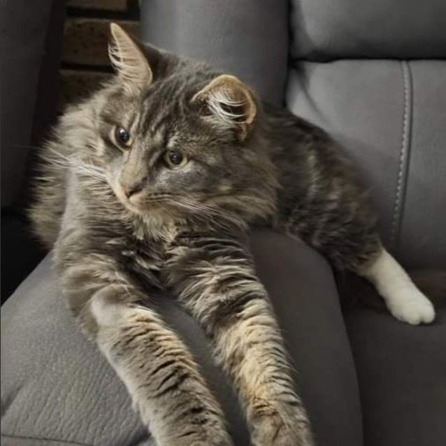 Photo of Muffin