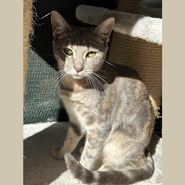 Photo of Whisp