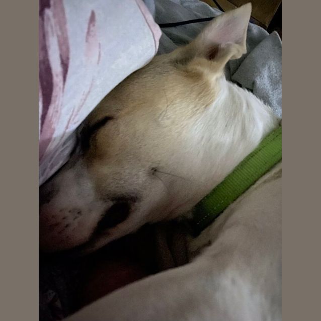 Photo of Lola