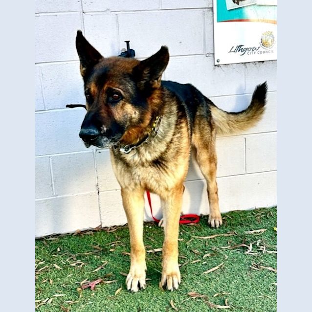 Photo of Atilla