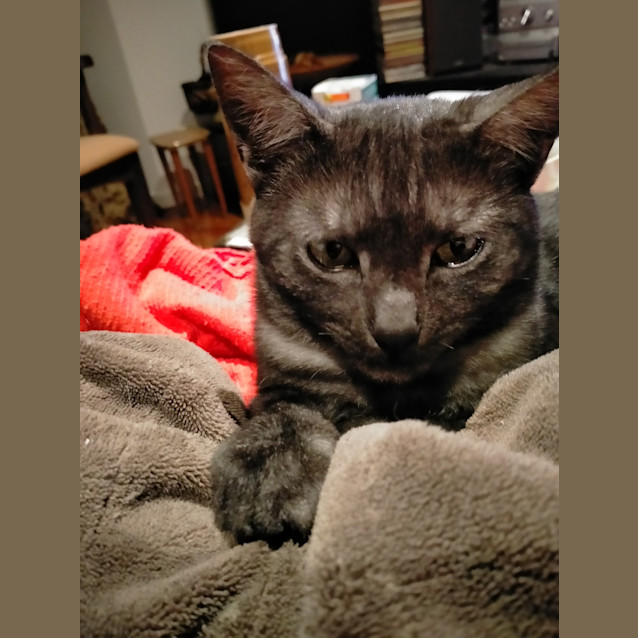 Photo of Lacey