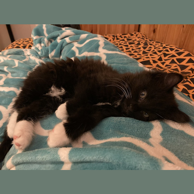 Photo of Bumble