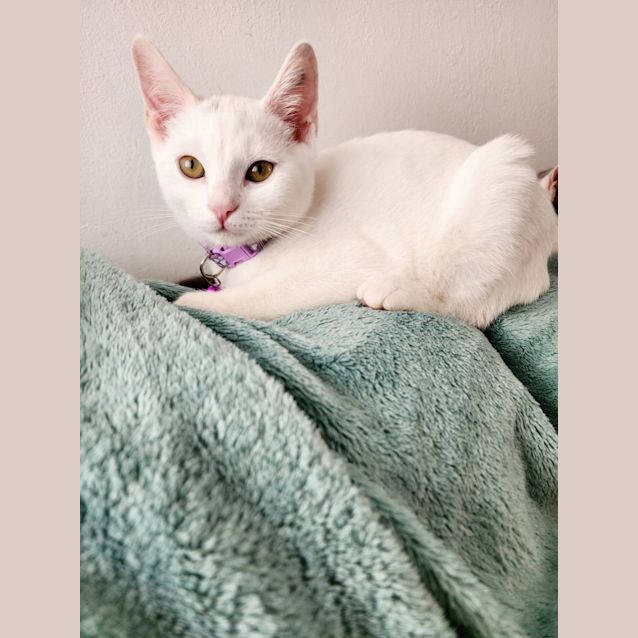 Photo of Opal