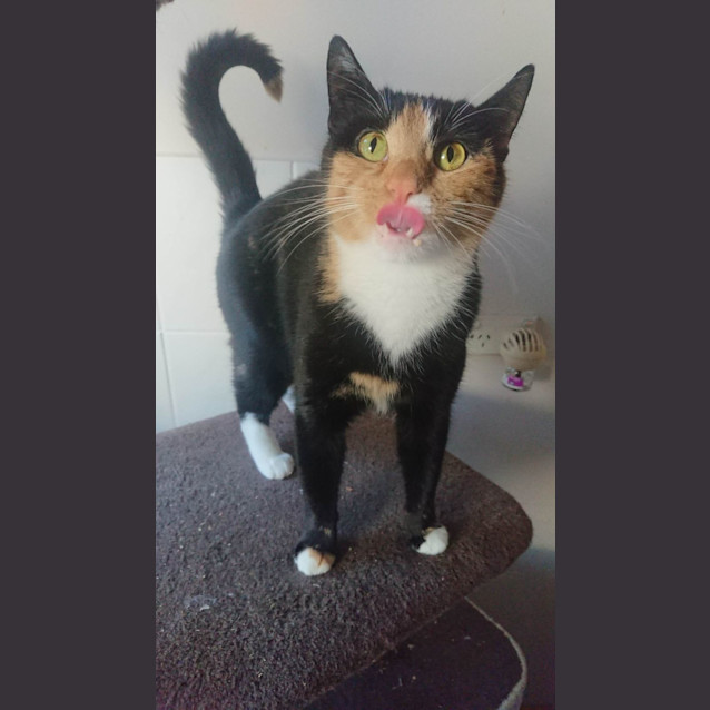 Photo of Nana **2nd Chance Cat Rescue **