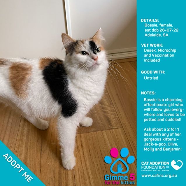 Photo of Bossie