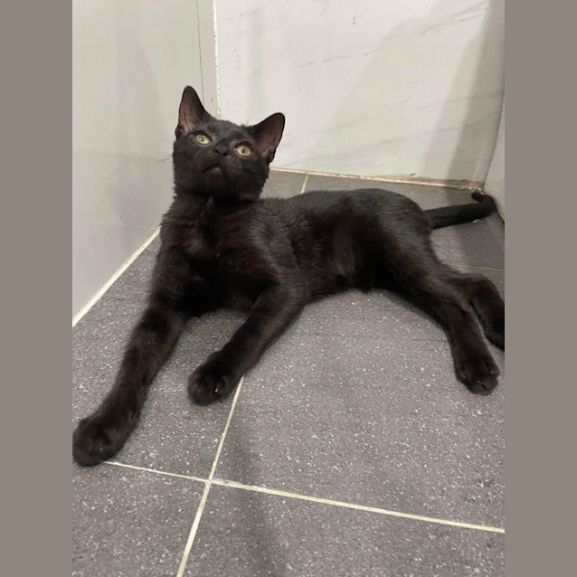 Photo of Jiji