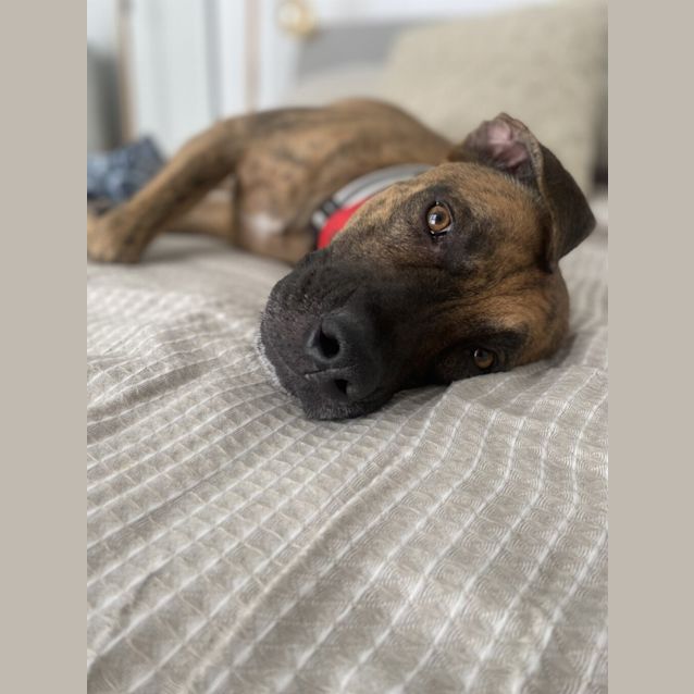 Photo of Rex