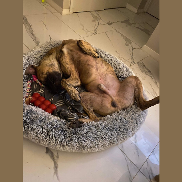 Photo of Rex