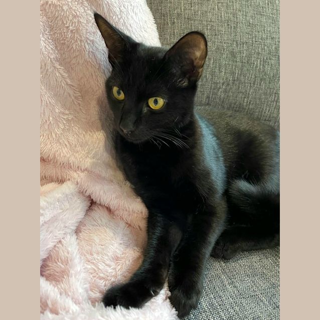 Photo of Rufus