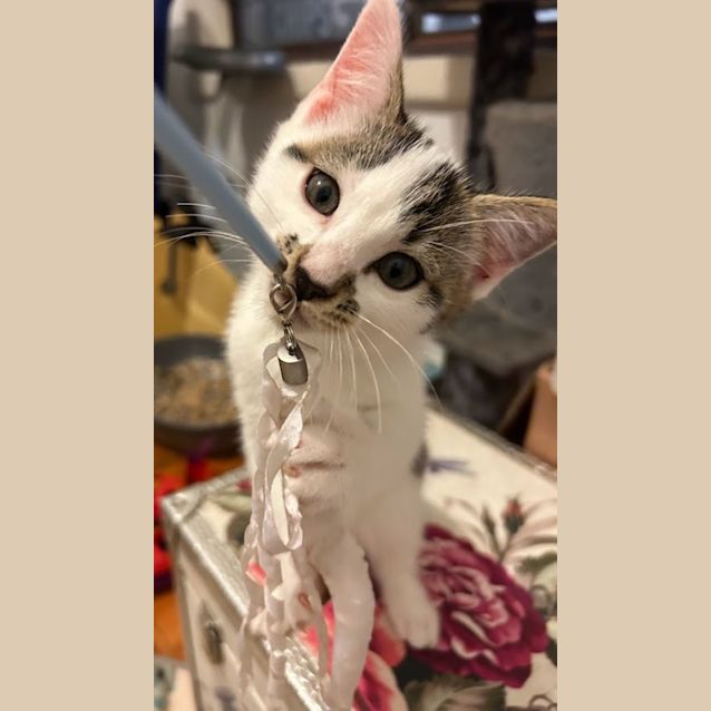 Photo of Deedee