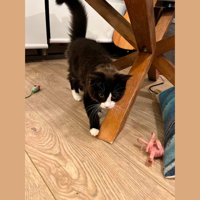 Photo of Tux **2nd Chance Cat Rescue**