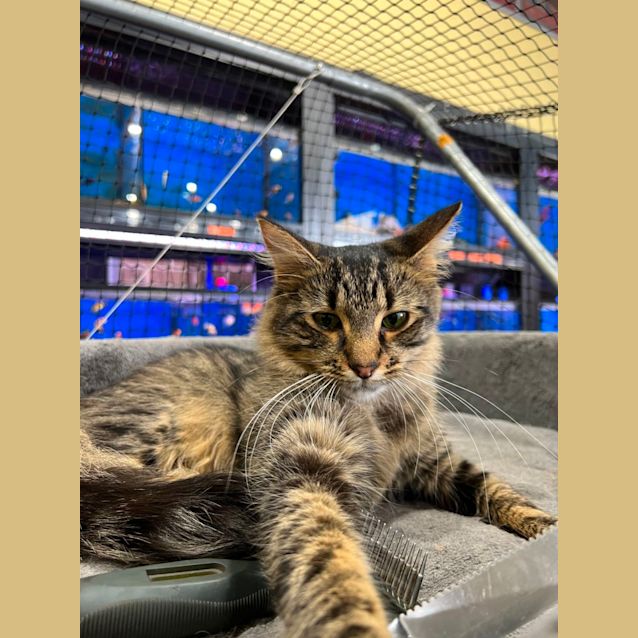 Photo of Wicket 