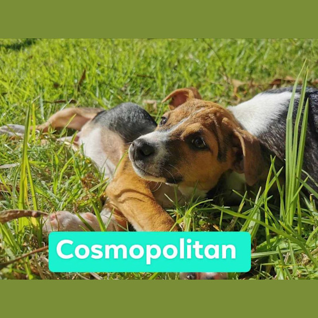 Photo of Winonas Pups 