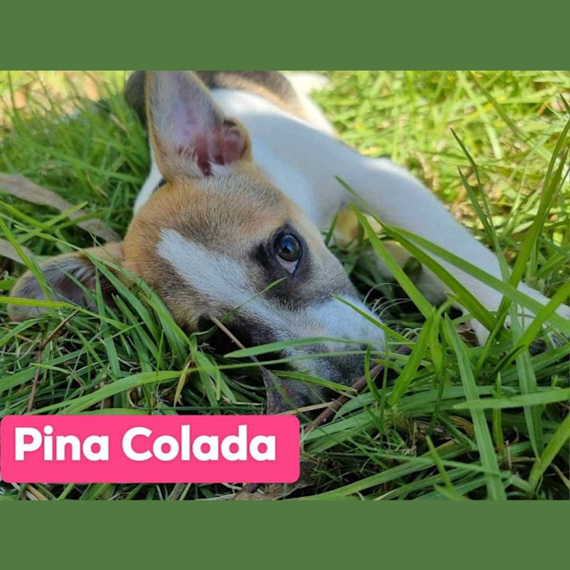 Photo of Winonas Pups 