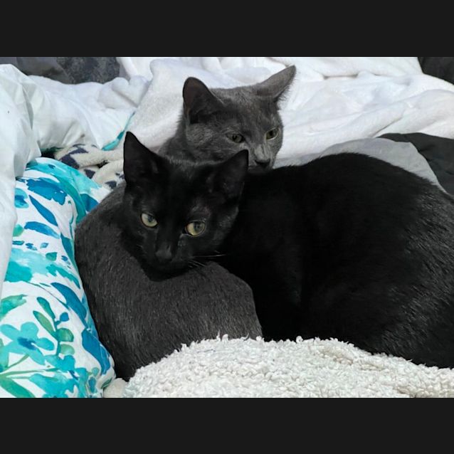 Photo of Myles And Mateo