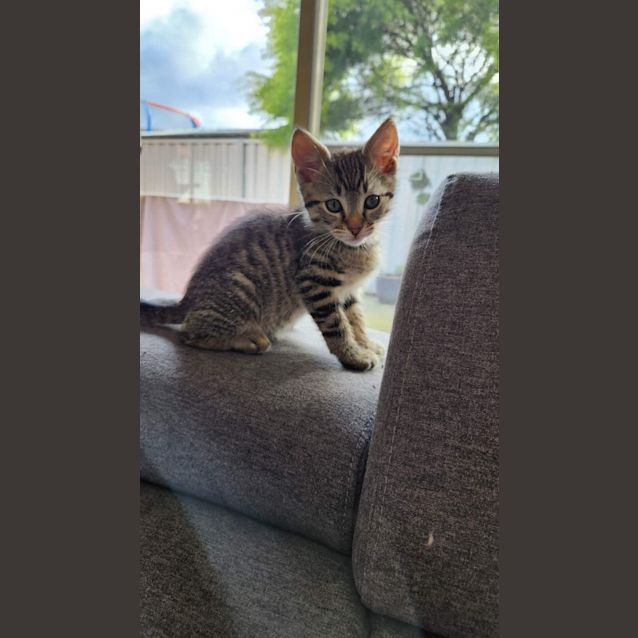 Photo of Loni (Turbo)