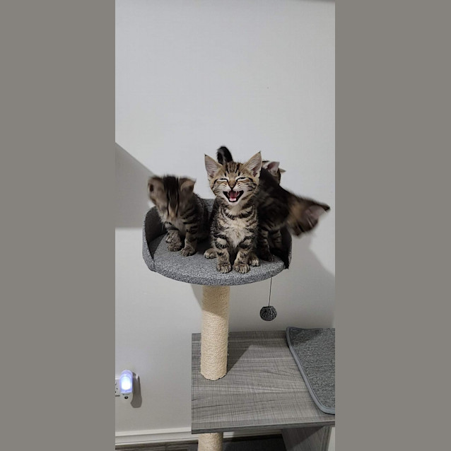 Photo of Leni (Ollie)