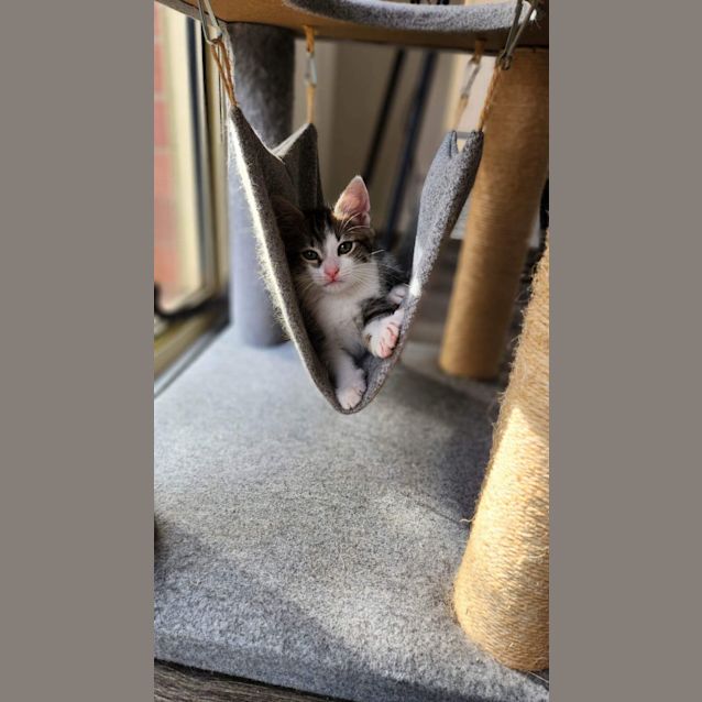 Photo of Lesli (Mittons)