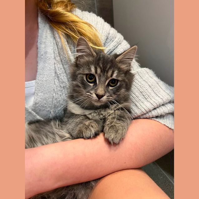 Photo of Shadow & Mitsy *Meet At Mitcham Petstock 20th May*