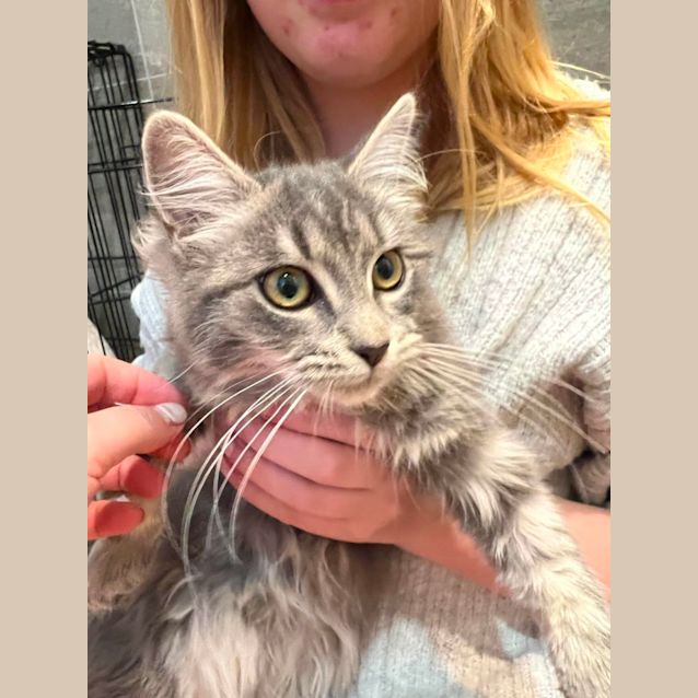 Photo of Shadow & Mitsy *Meet At Mitcham Petstock 20th May*