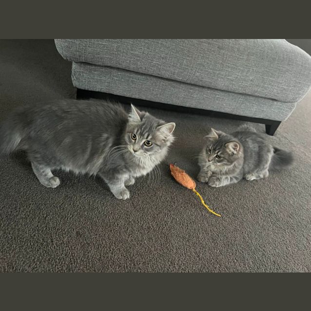 Photo of Shadow & Mitsy *Meet At Mitcham Petstock 20th May*