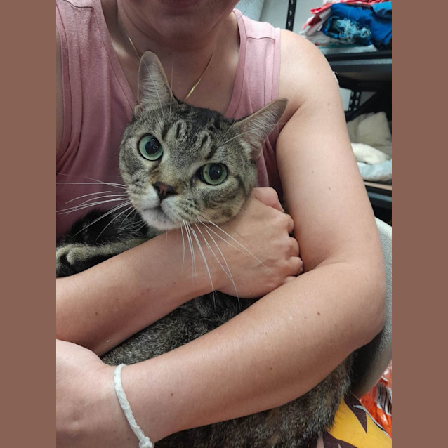 Photo of Ravioli (Ravi)