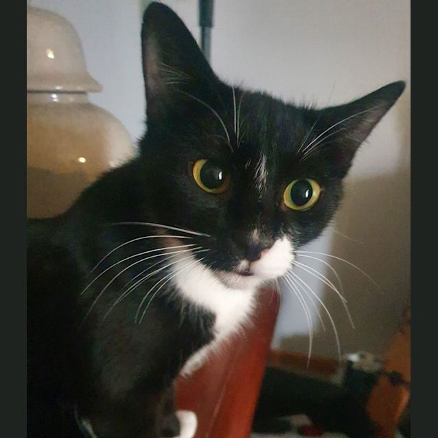 Photo of Luna