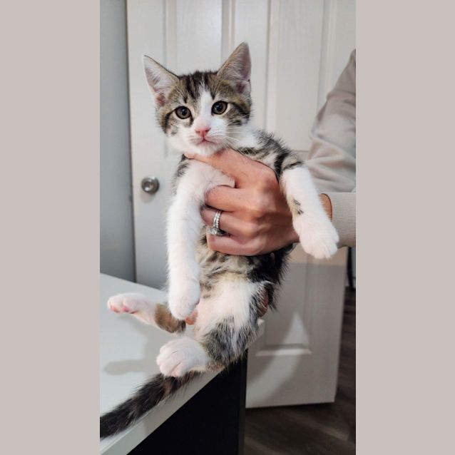 Photo of Lesli (Mittons)