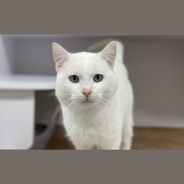 Photo of Max A Million