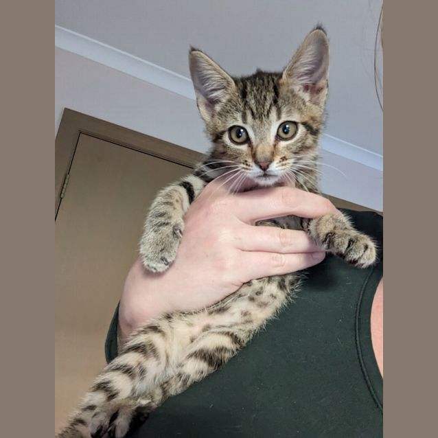 Photo of Dexter