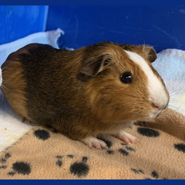 Photo of Baguette