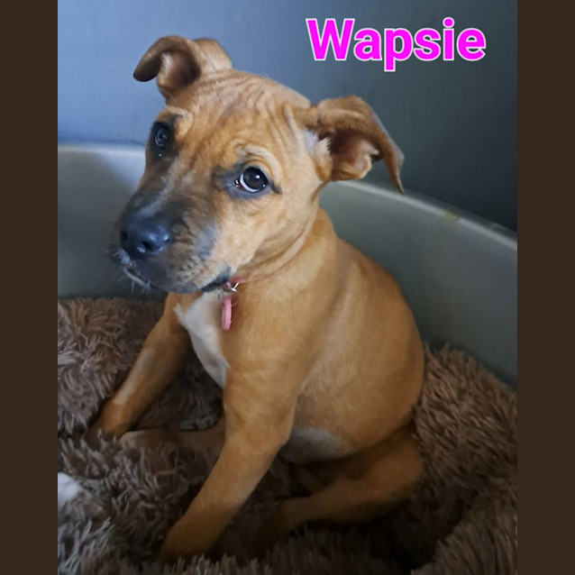 Photo of Poeksie, Wapsie Or Woeksie