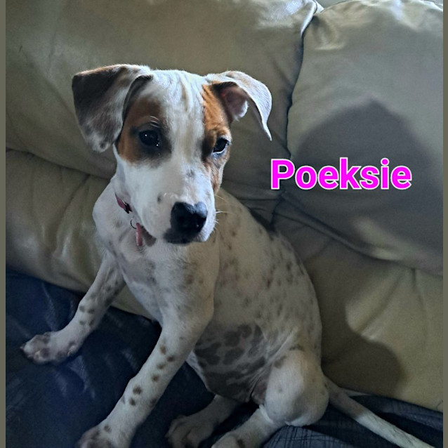 Photo of Poeksie, Wapsie Or Woeksie