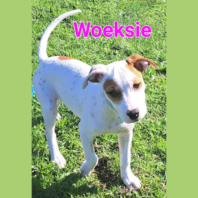 Photo of Poeksie, Wapsie Or Woeksie